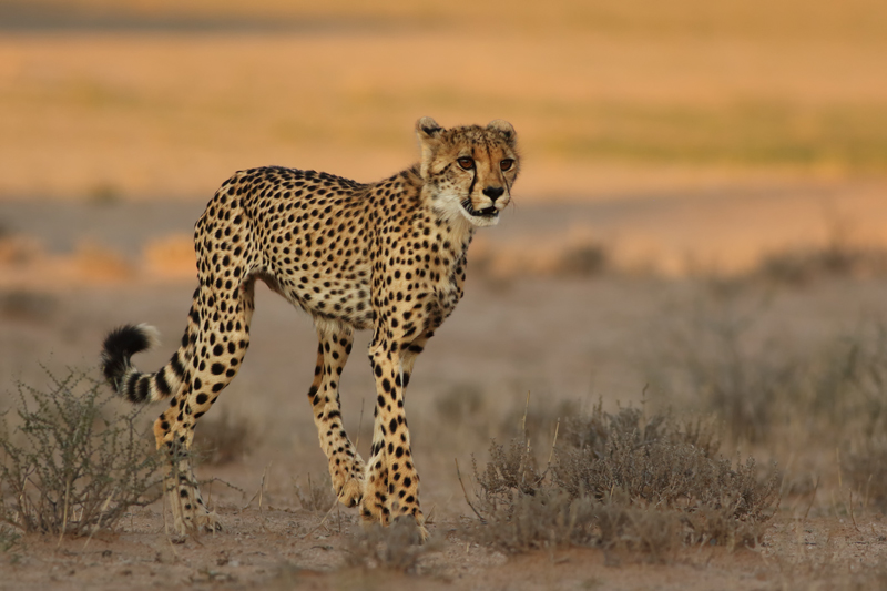 Gepard štíhlý 