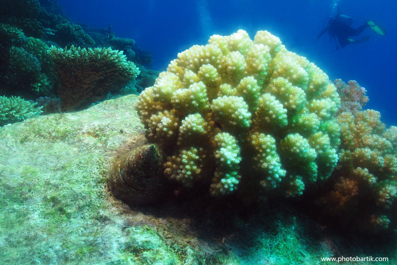 Kotouč a korály