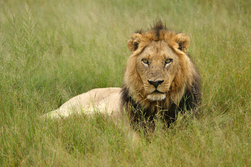 Lev konžský