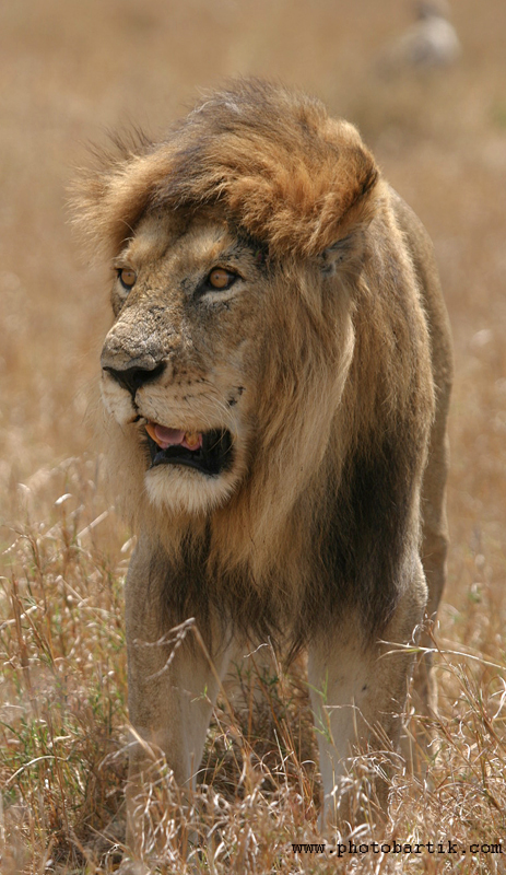 Lev východoafrický 