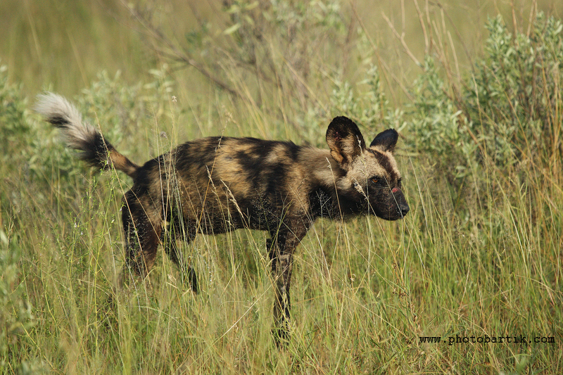 Pes hyenovitý 