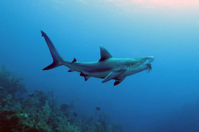 Žralok útesový karibský