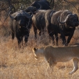 Lev jihoafrický