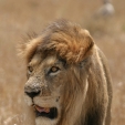 Lev východoafrický