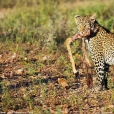 Levhart skvrnitý jihoafrický