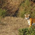 Tygr indický